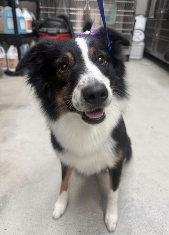 Australian Shepherd · Bath & Blowout