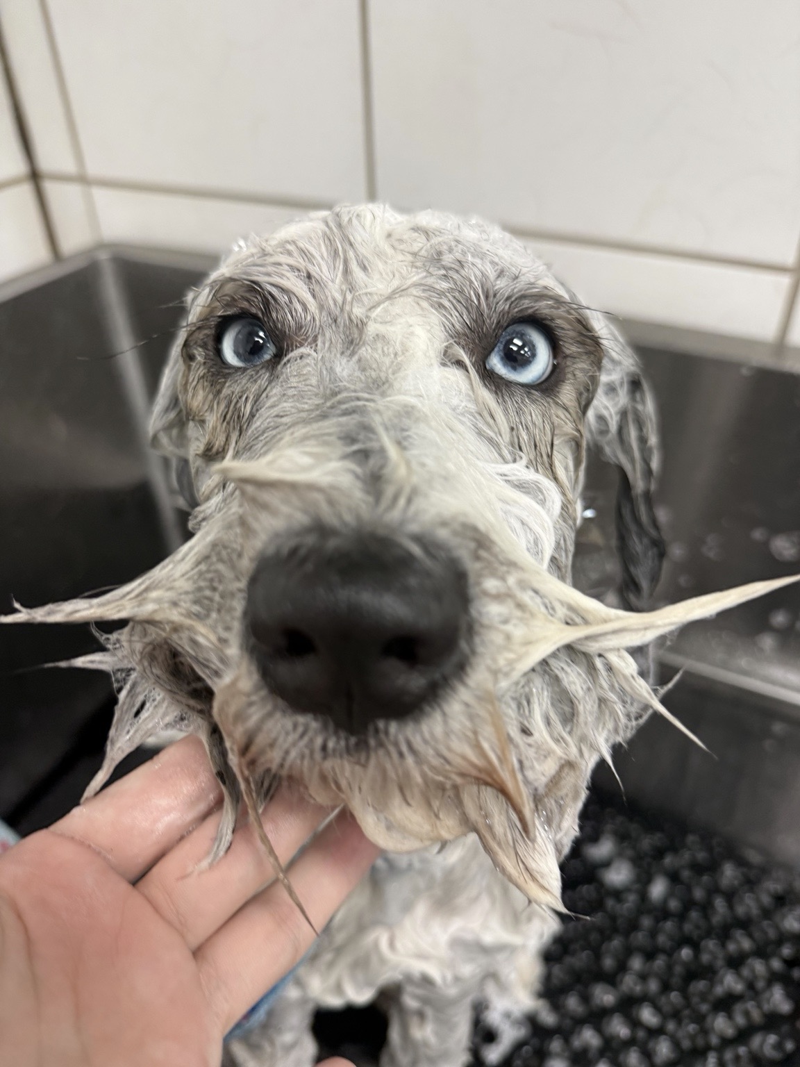 Aussiedoodle · In the Tub