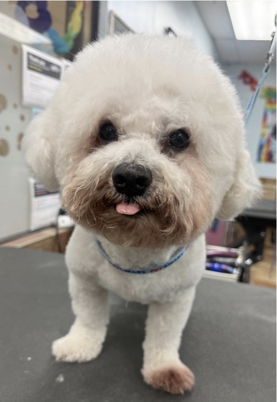 Bichon Frise · Bath & Full Groom