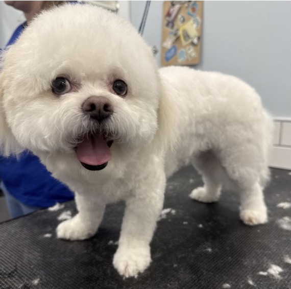 Bichon Frise