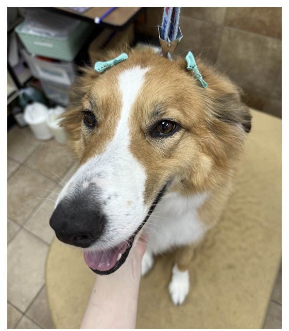 Border Collie Mix
