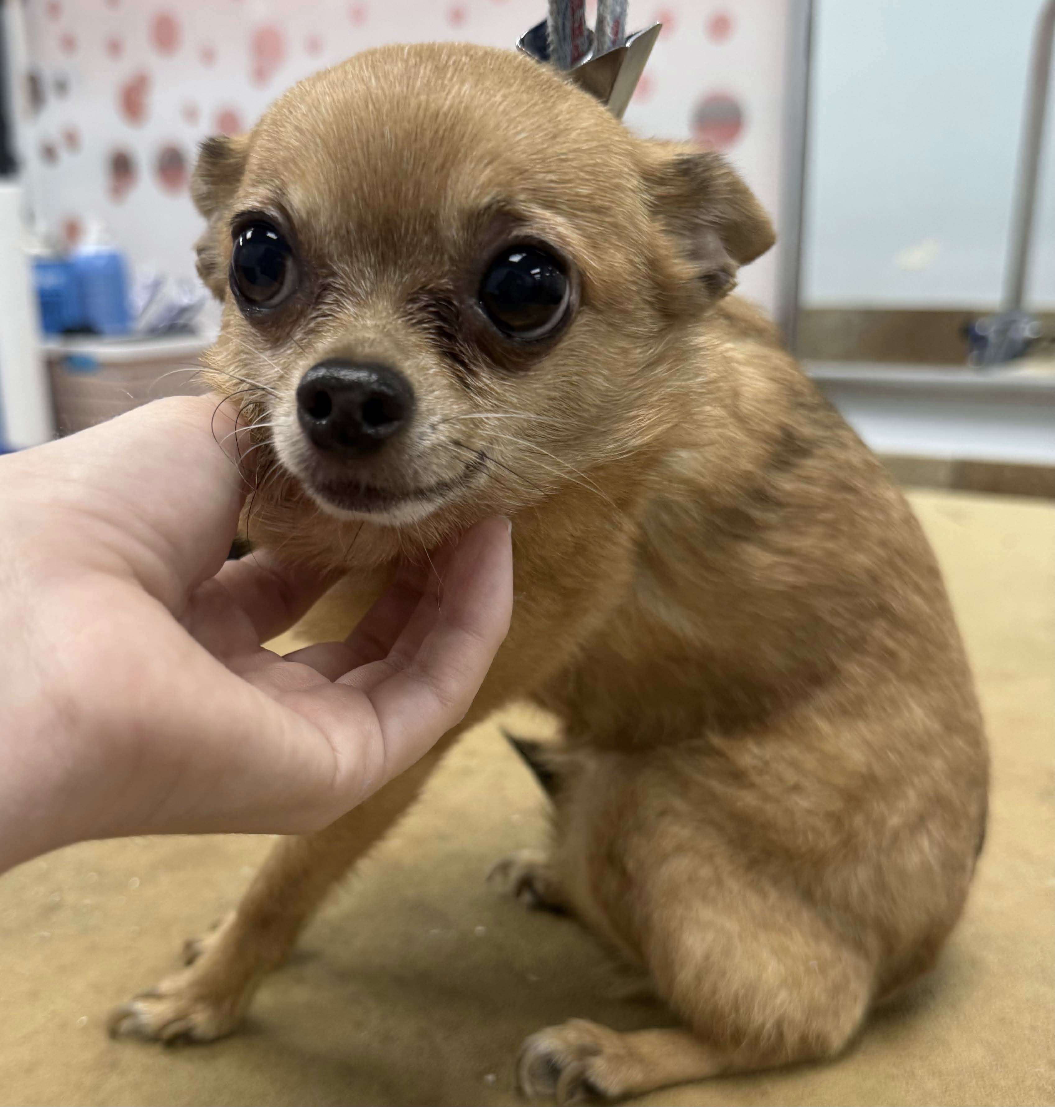 Chihuahua