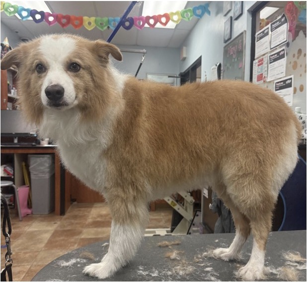 Border Collie