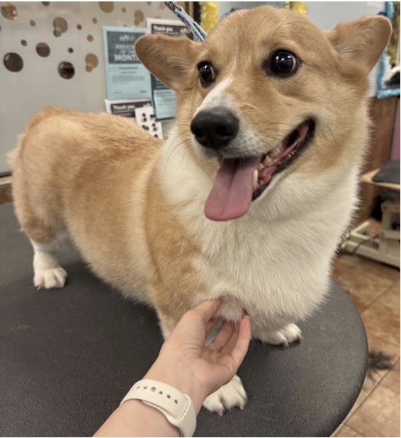 Corgi · Bath & Blowout
