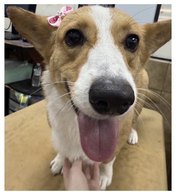 Corgi