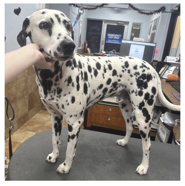 Dalmatian