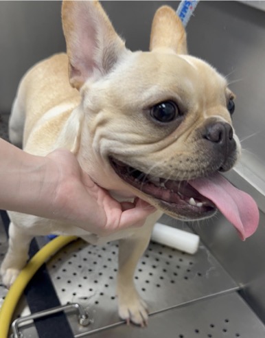 French Bulldog
