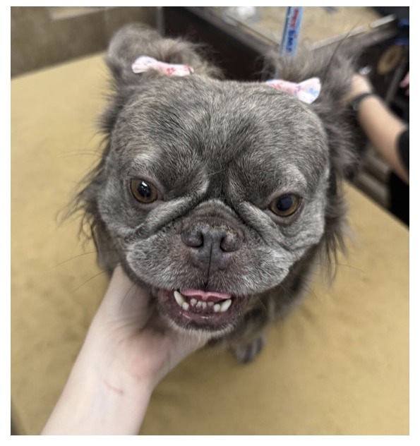 Fluffy French Bulldog