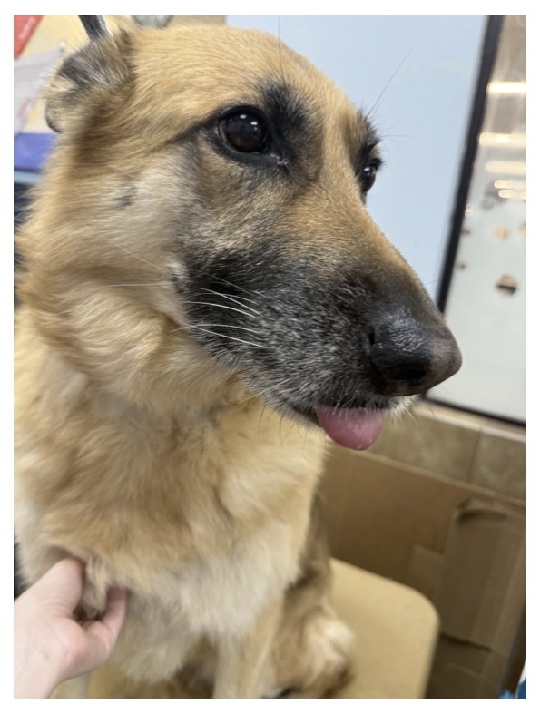 German Shepherd