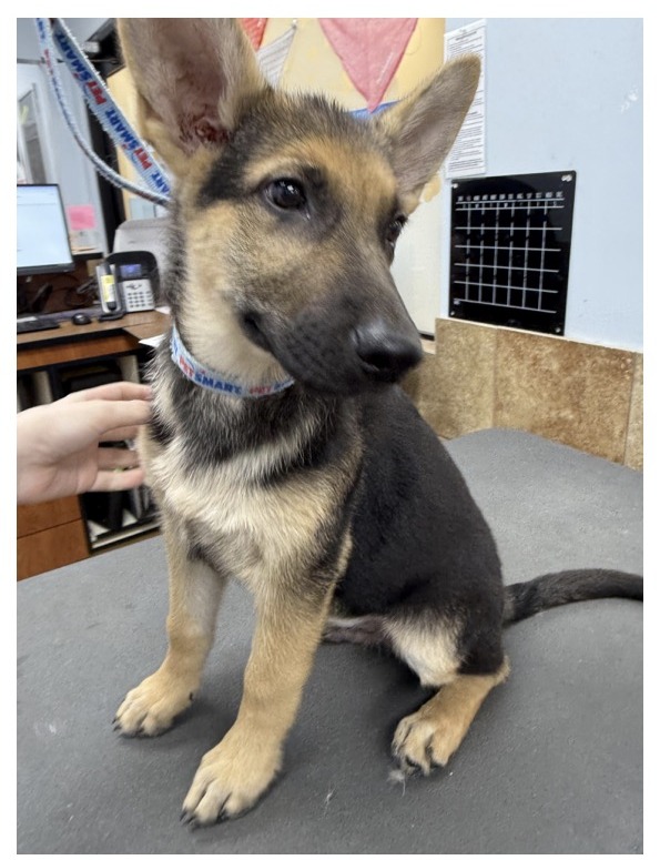 German Shepherd Puppy