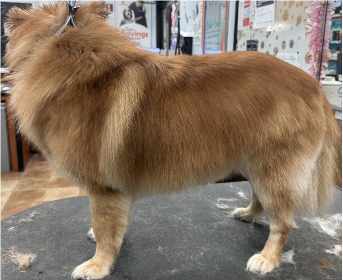 Golden Retriever Mix
