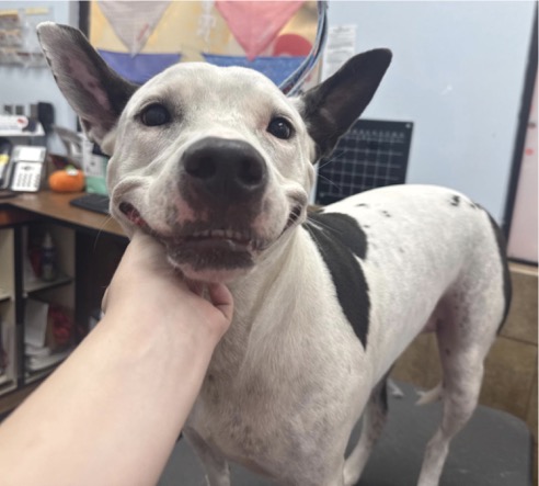 Staffy Mix