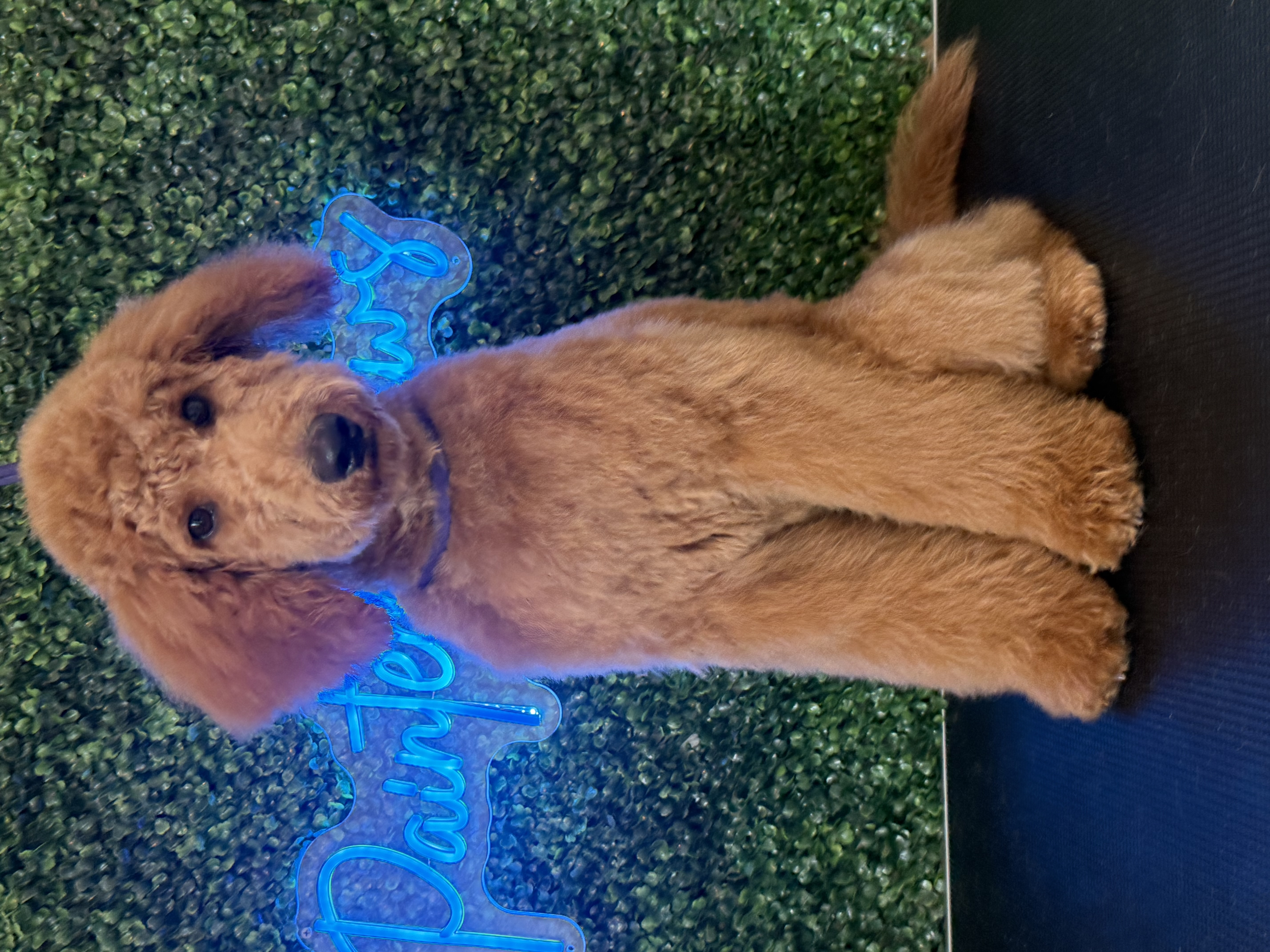 Mini Goldendoodle · First Haircut