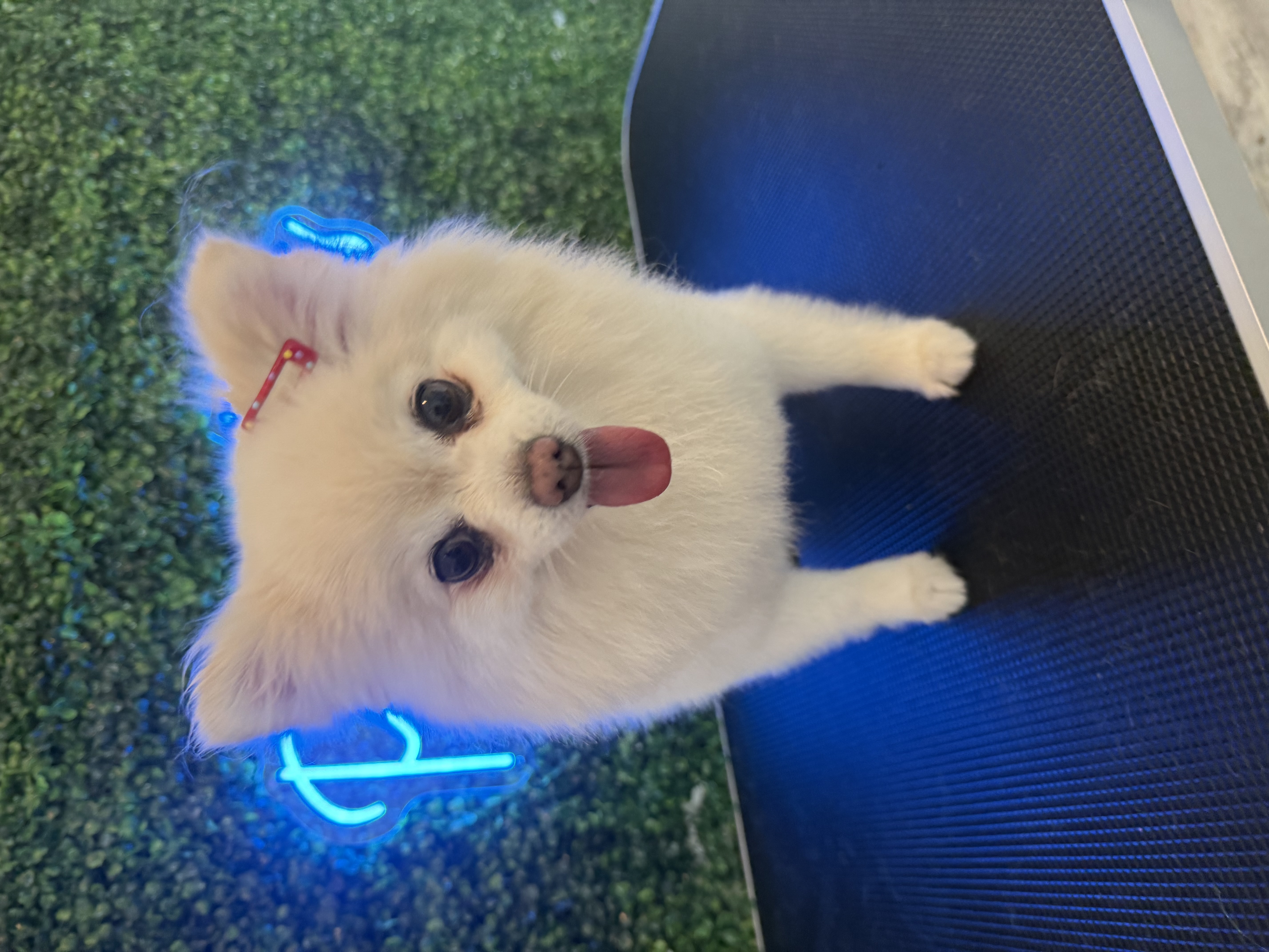 Pomeranian · Bath & Full Groom