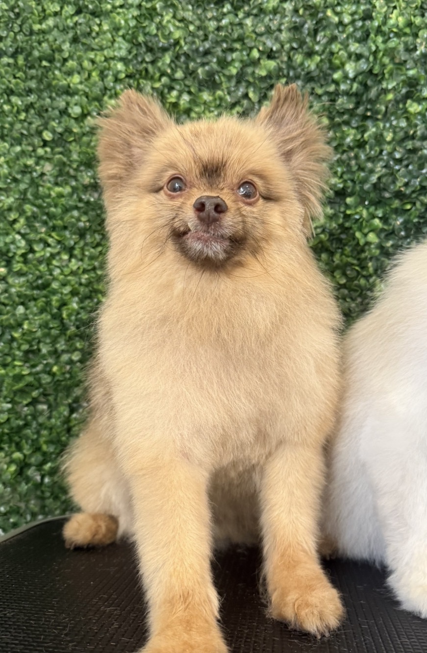 Pomeranian · Bath & Full Groom