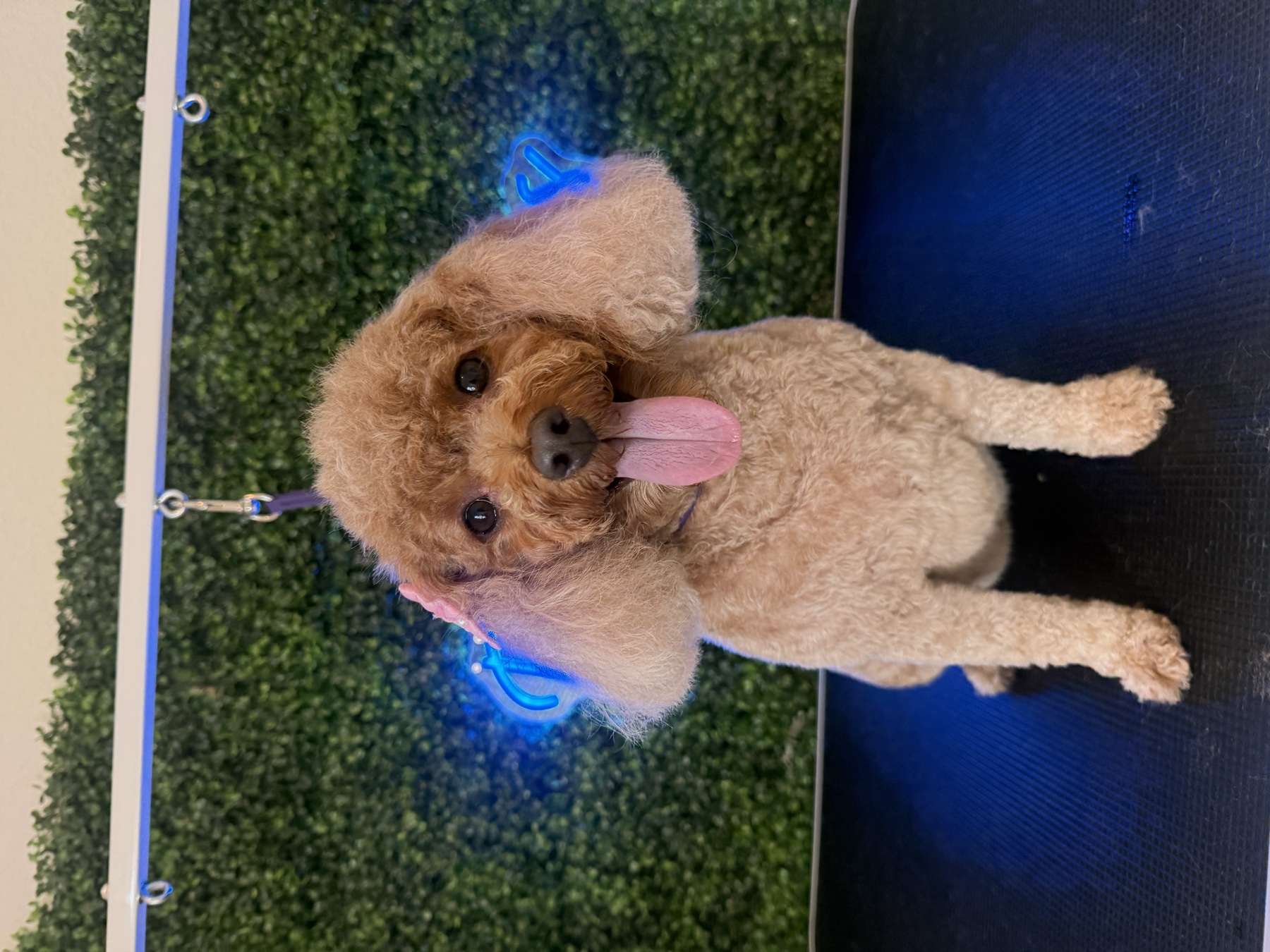 Toy Poodle · Bath & Full Groom