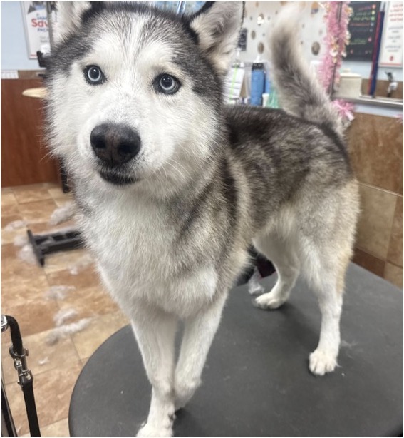 Husky · De-Shed Treatment