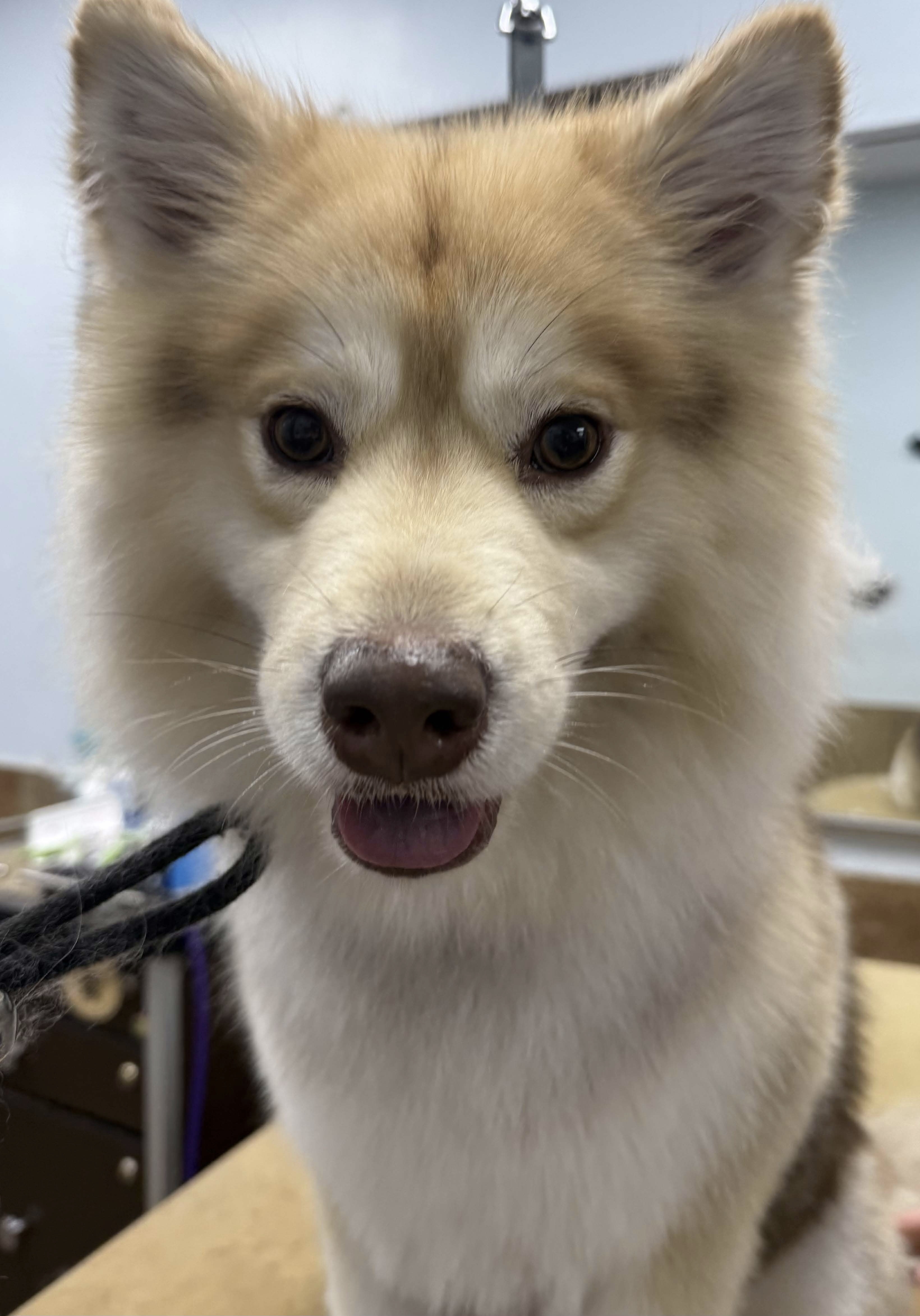 Husky Mix