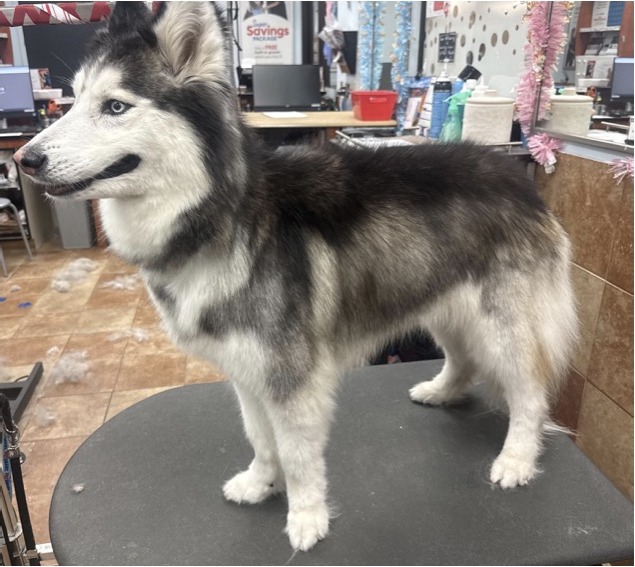 Husky