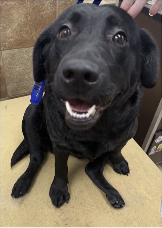 Labrador
