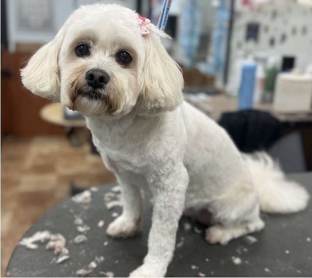Maltese Mix · Bath & Full Groom