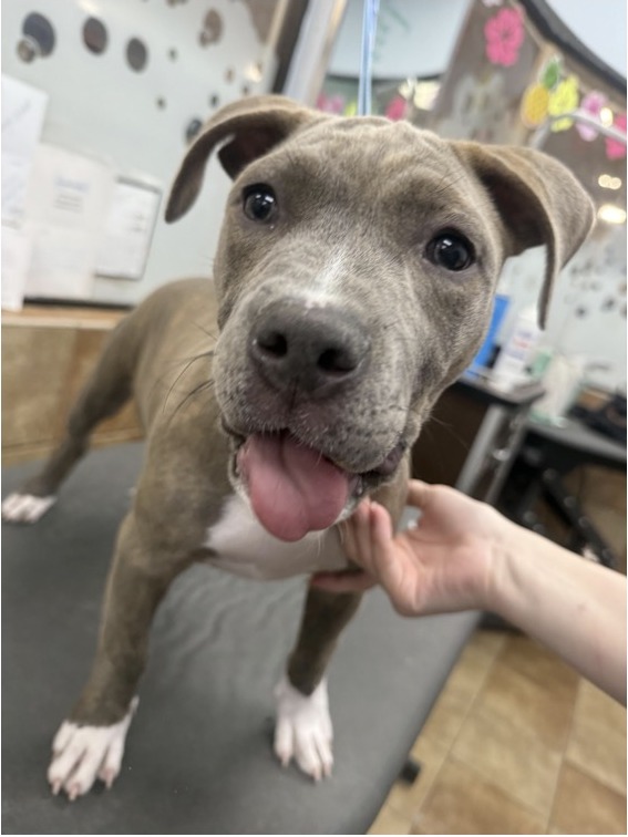 Pit Bull Puppy