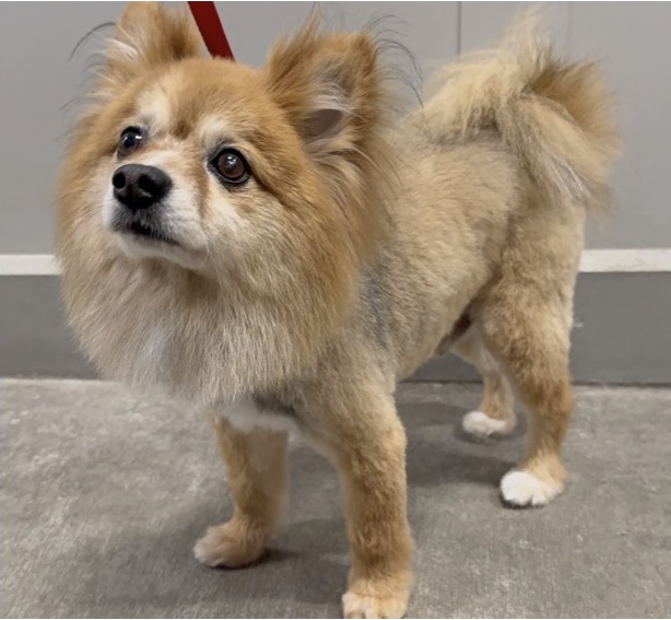Pomeranian