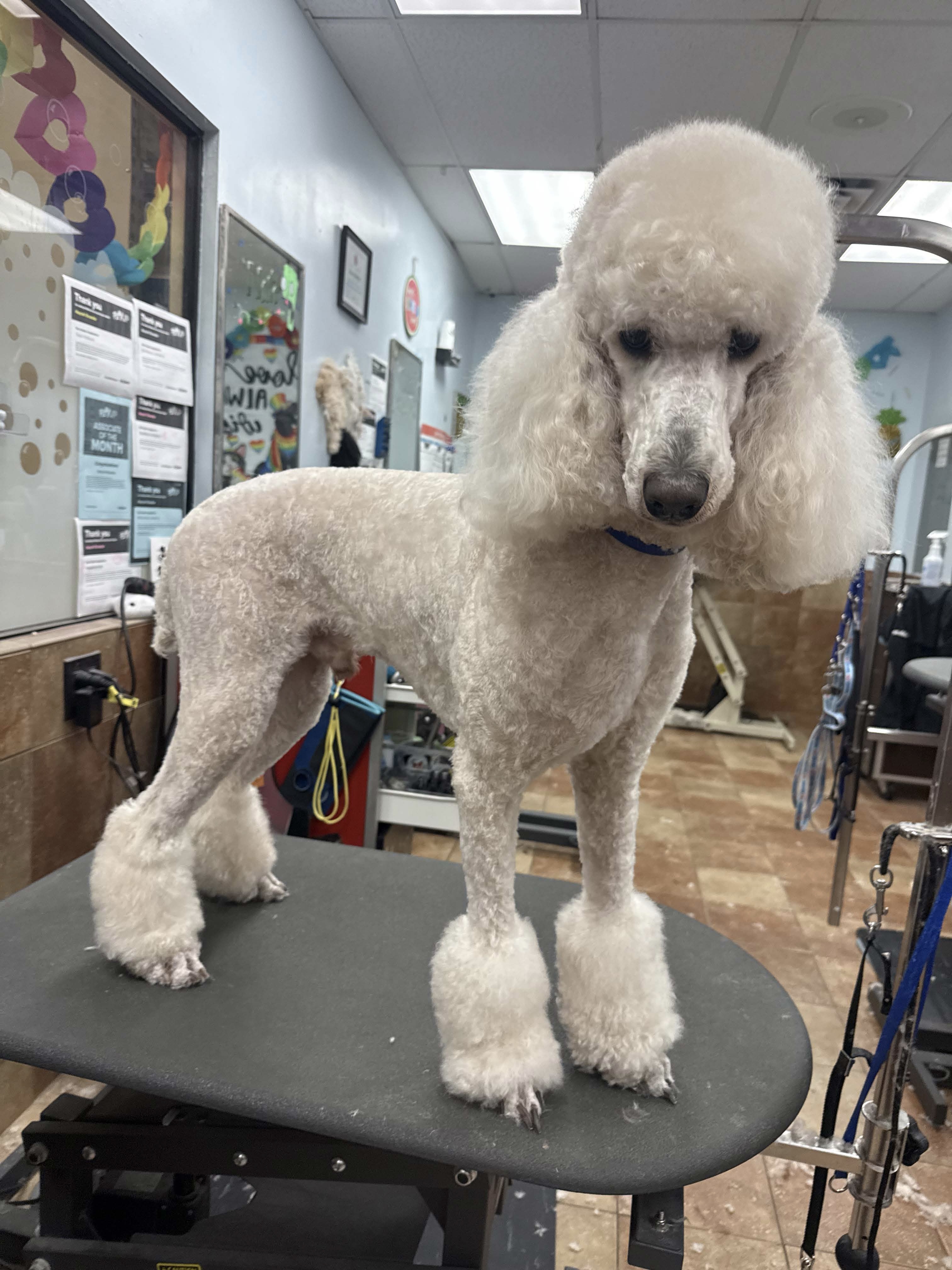 Standard Poodle · Bath & Full Groom