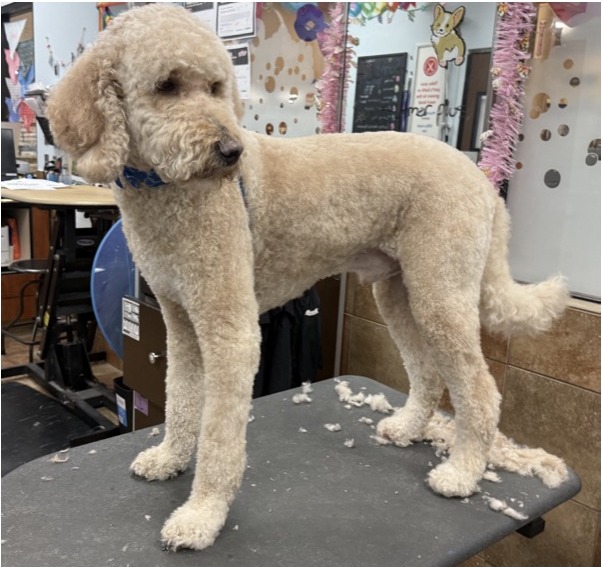 Goldendoodle
