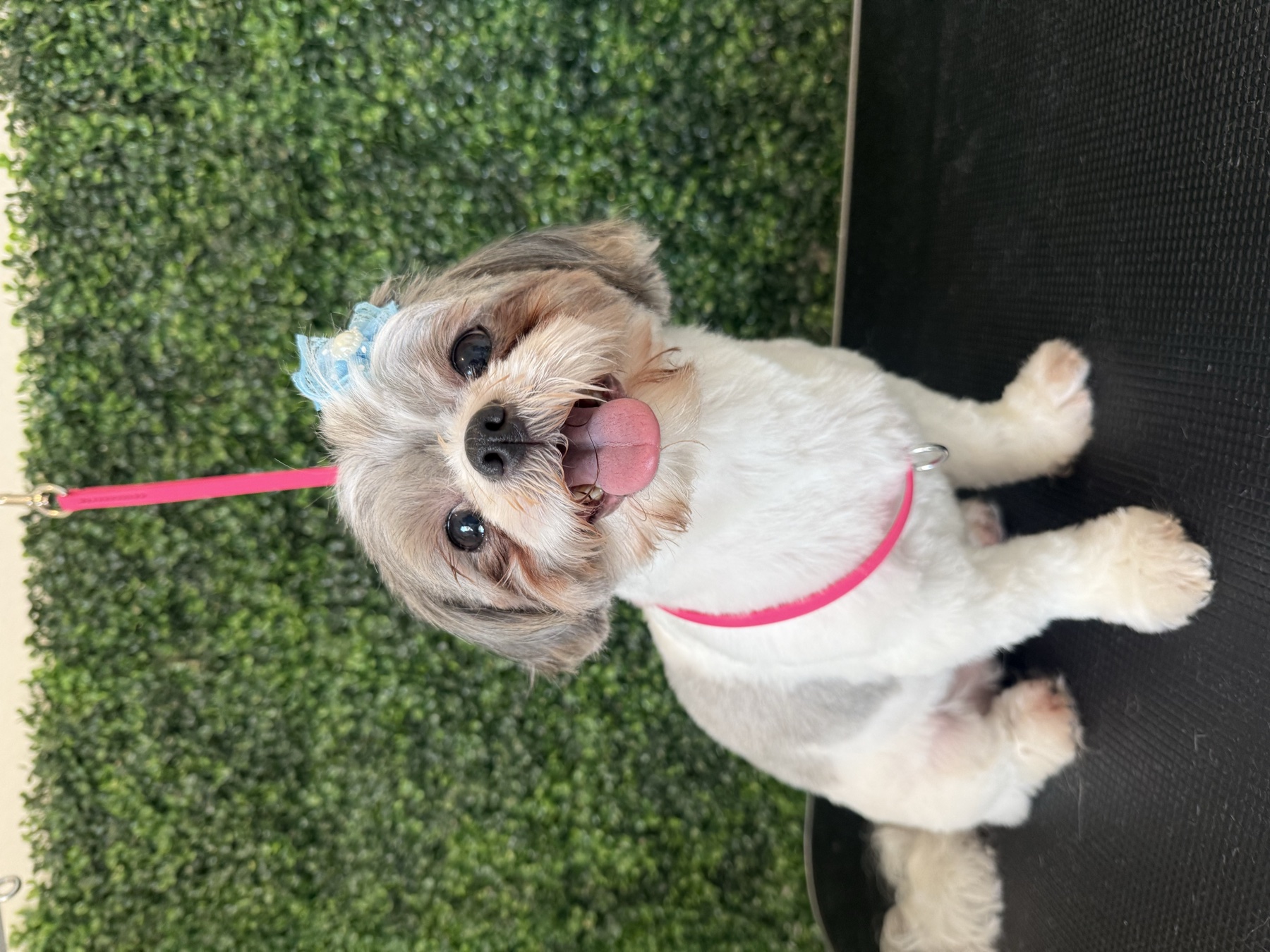 Shih Tzu