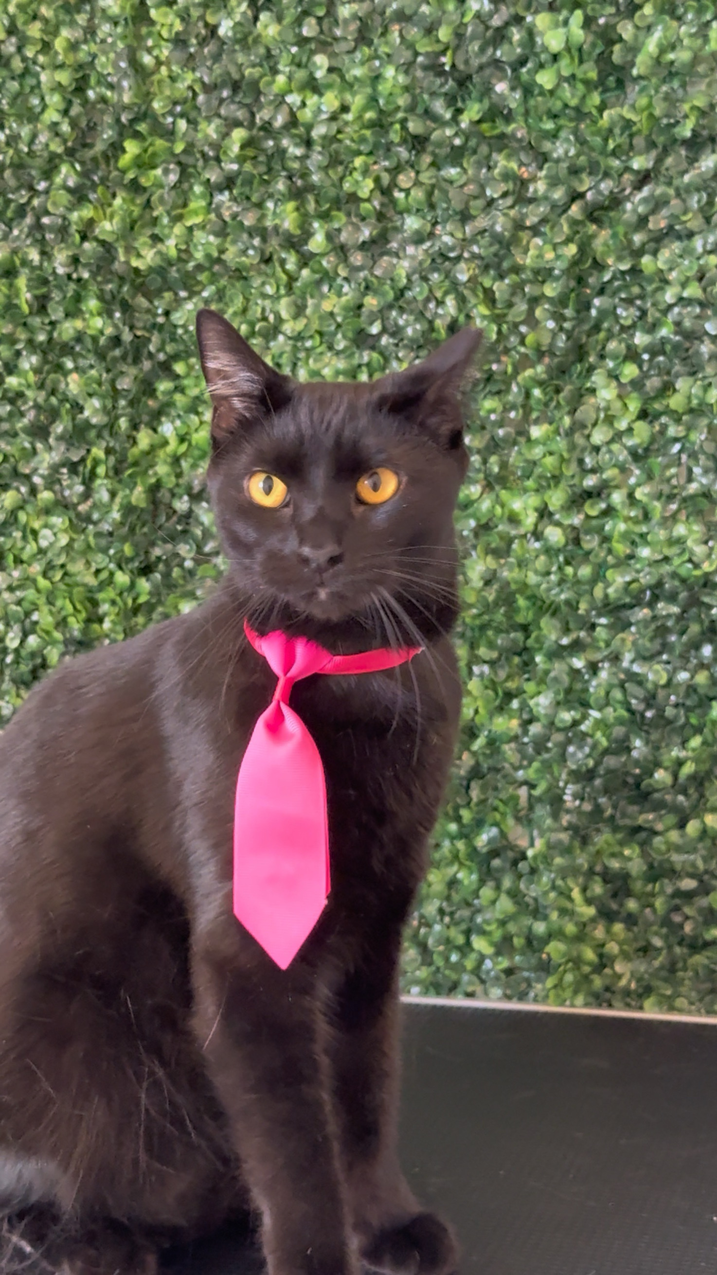Bombay Cat