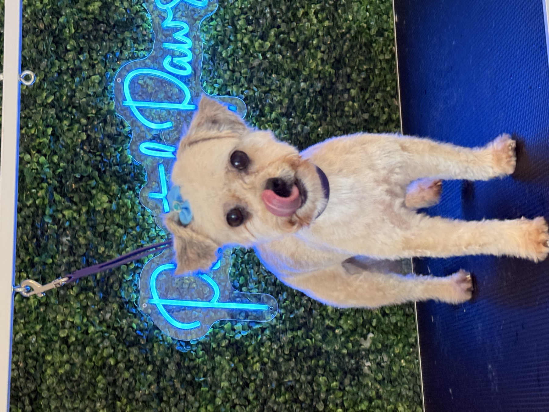 Shih-poo