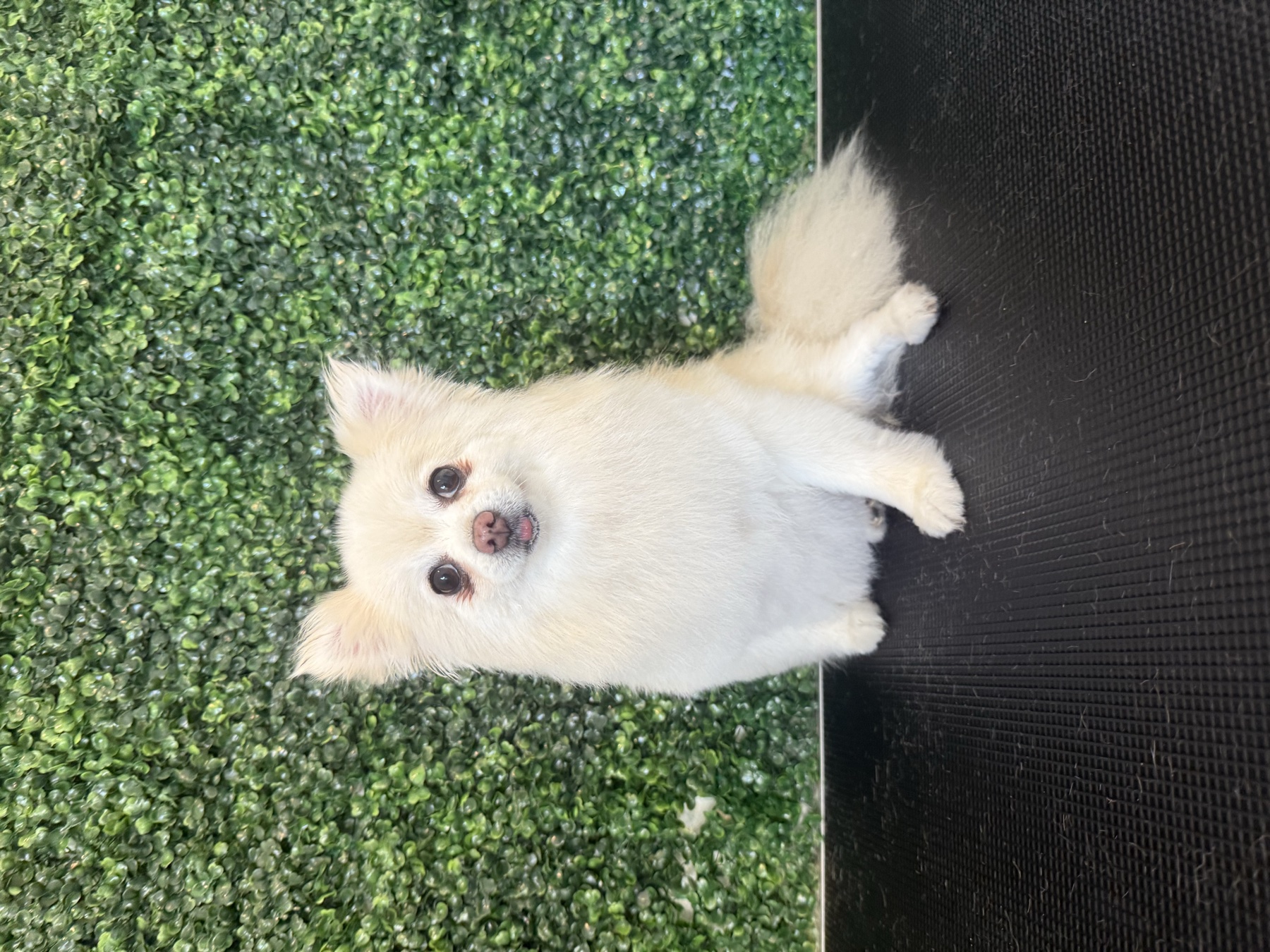 Pomeranian