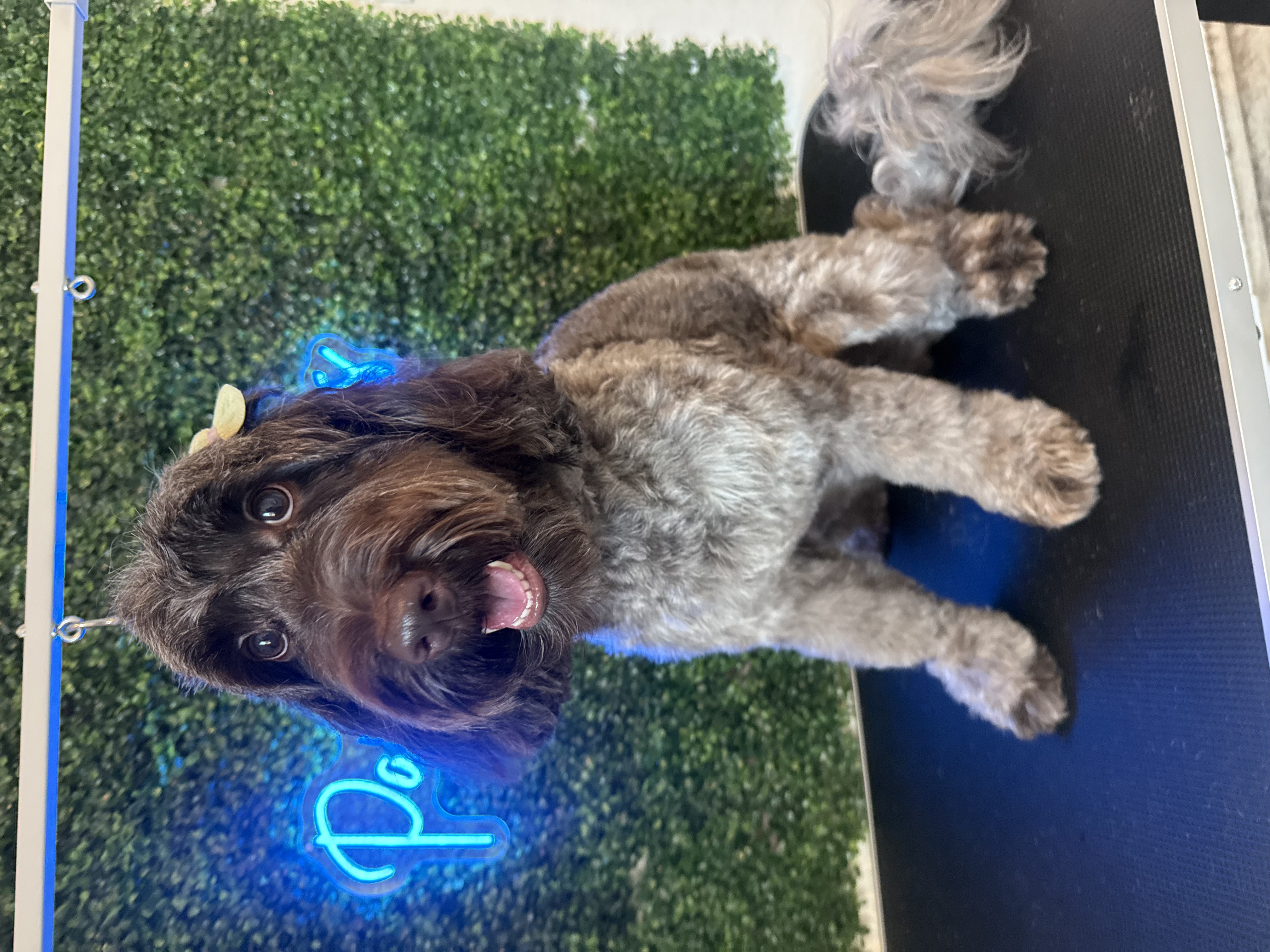 Labradoodle