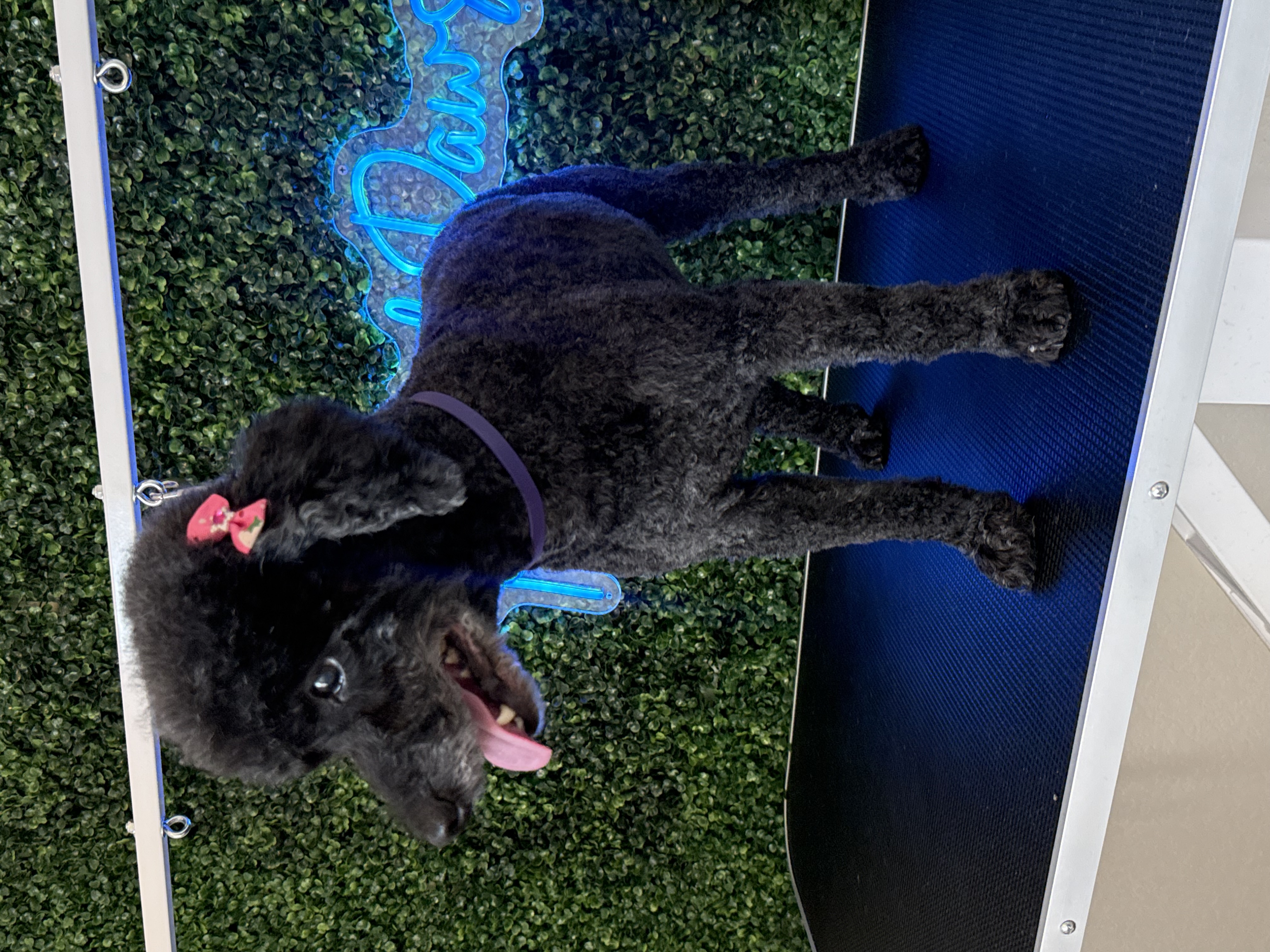 Mini Poodle