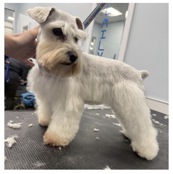 Miniature Schnauzer Puppy