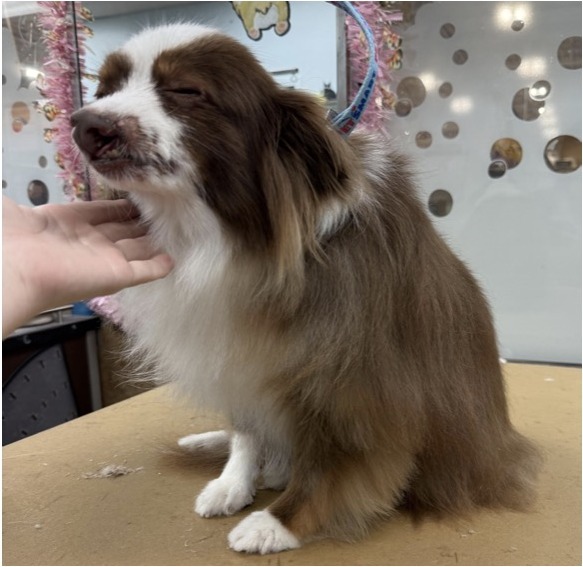 Mini Australian Shepherd · Bath & Brush