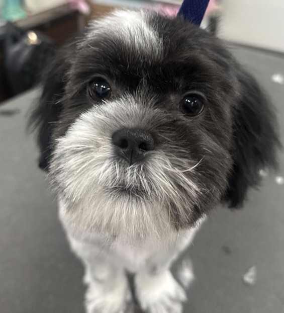 Shih Tzu Puppy