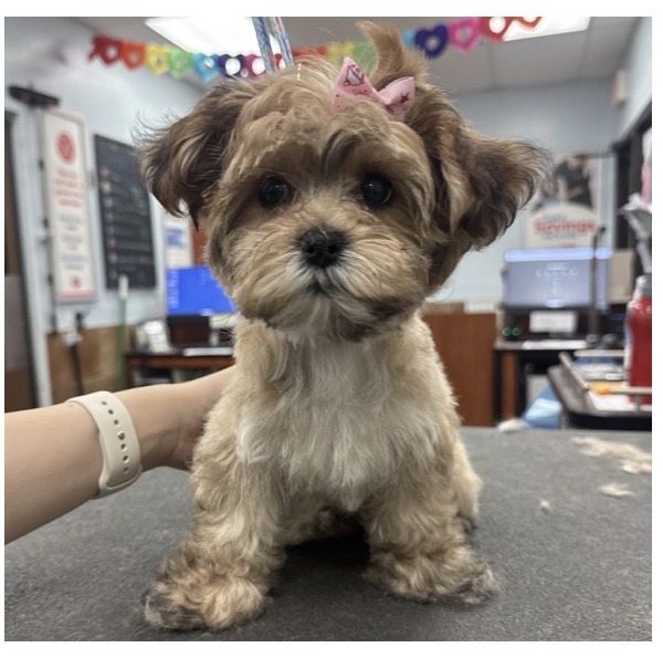 Shih Tzu Mix Puppy