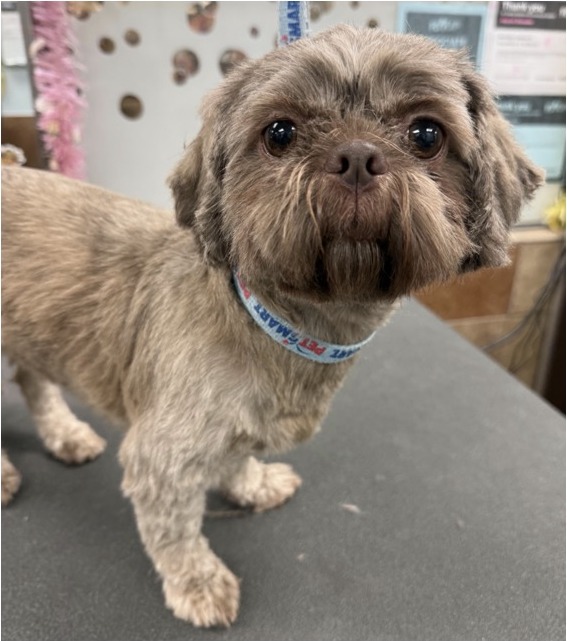 Shih Tzu