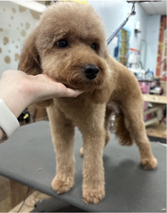 Mini Goldendoodle · Bath & Full Groom