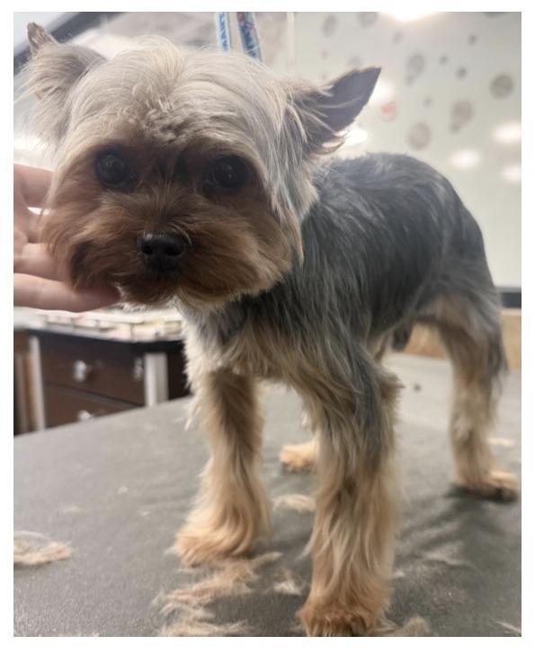 Yorkshire Terrier